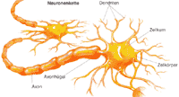 Nervenzelle (schematisch)