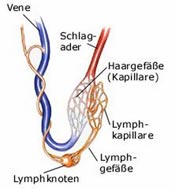 Das Lymphsystem