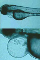 Zebrafisch-Embryo